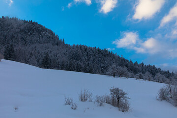 Obraz premium Winter snowy mountain slope, fir trees on the mountain top with beautiful blue sky and clouds. Spectacular winter natural landscape for vacation and hiking trips. Aussee, Austria