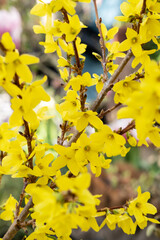 The tree blooms yellow forsythia close-up and selective focus.