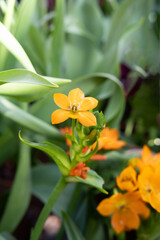 Orange flower against a background of green leaves. Selective focus