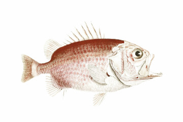 Fototapeta premium Straighthead soldierfish or Ostichthys archiepiscopus. Halftone style. Vintage vector colorful illustration.