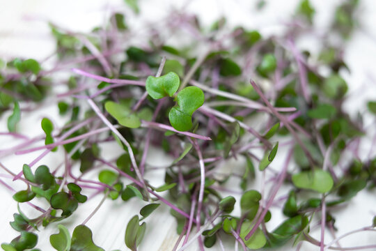 Fresh red cabbage sprouts, cut stems on white wood, top view. Kohlrabi microgreens. Growing microgreens at home. Purple and green sprouts