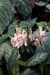 A tropical orchid among tropical plants in the botanical garden. Selective focus.