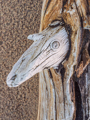 Old wood background, root, root grain, root wood