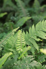 fern leaves