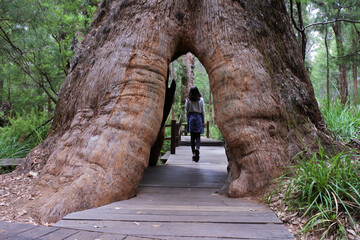 Australian girl walking through a large tall tree