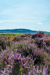 Filed of blooming Heather