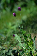 summer flowers on a background of green grass