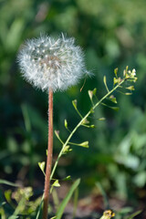 summer flowers on a background of green grass