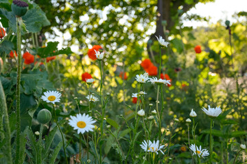 summer flowers on a background of green grass