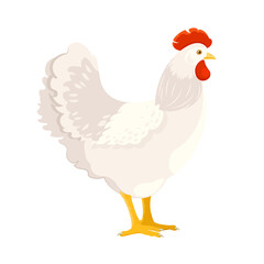 Adult white chicken on white background. Side Profile. Domestic bird. Vector illustration