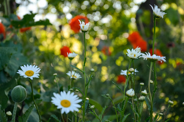 summer flowers on a background of green grass