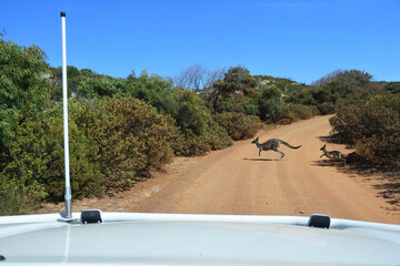 Female kangaroo and a joey crossing and dirt road in the outback of Australia
