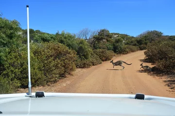 Poster Female kangaroo and a joey crossing and dirt road in the outback of Australia © Rafael Ben-Ari