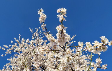 Branches d'arbres en fleur et ciel bleu.