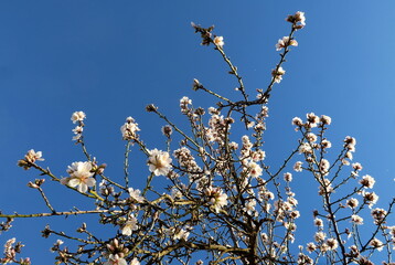 Branches d'arbres fleuries dans le ciel bleu.