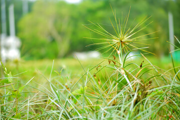 grass on a beach