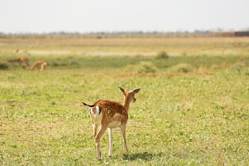 Beautiful deer in wildlife sanctuary