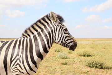 Fototapeta na wymiar Beautiful zebra in wildlife sanctuary