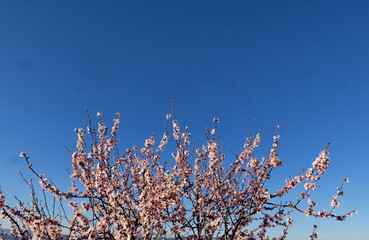Branches d'arbres fleuries dans le ciel bleu.