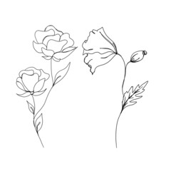 Set set of flowers: poppy and rose continuous line drawing. One line art. minimalism sketch, idea for invitation, design of instagram stories and highlights icons