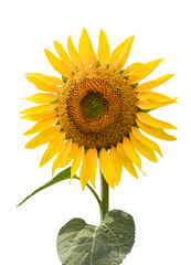 Fototapeta premium Sunflower isolated on white background. Concept of organic food, healthy eating and healthy lifestyle.