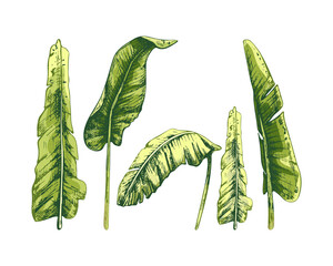 97_banana leaves_banana leaves, palm, set, graphic vector illustrations on white background, black line, botanical, color image of a tropical plant