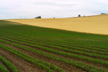 Country landscape in Basilicata, Italy, at summer