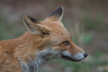 Profile fox