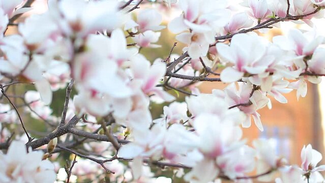 Magnolia flower in spring close up