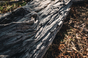 tree bark texture