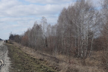 Trees in the forest in winter