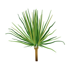 Houseplant dracaena marginata for interior decoration. Vector illustration of home flowers. Trendy home decor with plants, urban jungle.