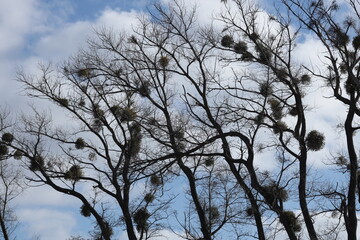 Trees in the forest in winter