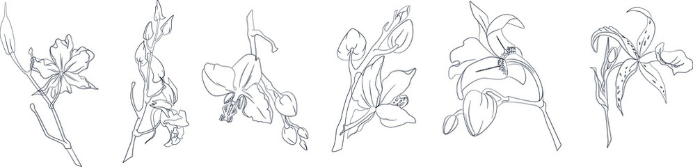Hand drawn exotic orchid branches set. Vector illustration