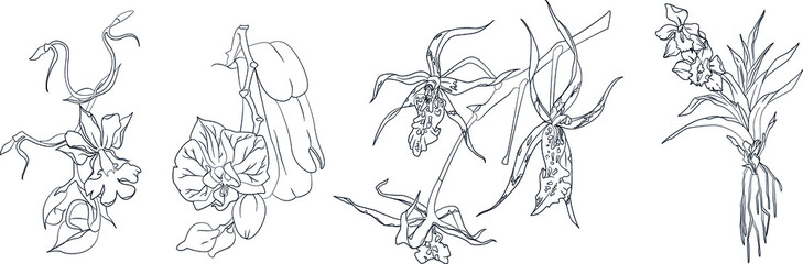 Hand drawn exotic orchid branches set. Vector illustration