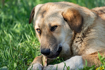 A stray dog lies on the grass and gnaws on a bone with a cunning and aggressive look. The problem of mongrels climbing garbage cans in search of food.