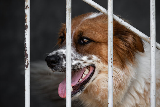 A beautiful mongrel in a shelter for homeless animals. A dog with an unusual color in an aviary in a pet shelter.