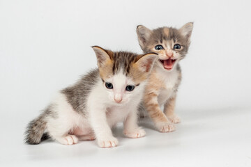 cute kitten on white background