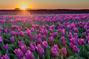 Plakat A purple flowering tulip field in spring on the island Goeree-Overflakkee in The Netherlands during sunset