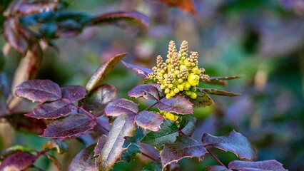 Mahonia aquifolium, the Oregon grape or holly-leaved barberry in spring
