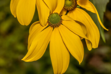 Closeup of Yellow Flower