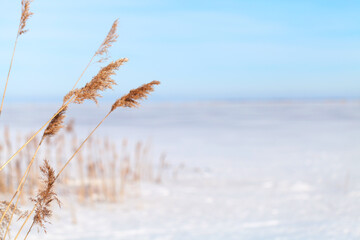 Dry coastal reed on a sunny winter day, natural background