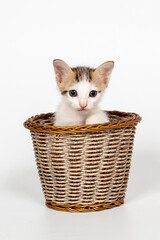 Fototapeta na wymiar cute kitten on white background