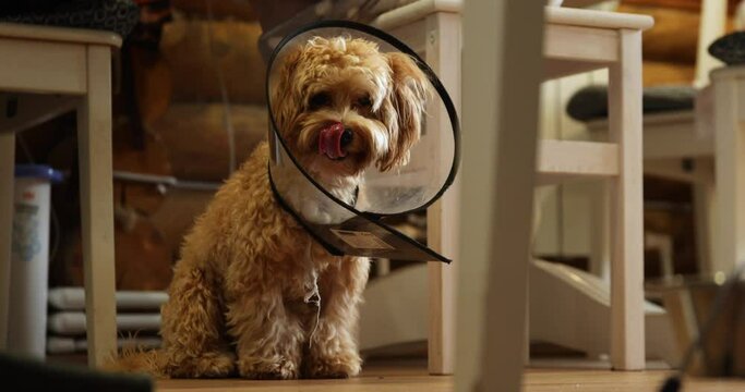 a small dog with a veterinary collar around his neck sits in the kitchen near a chair on the floor