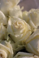 white roses in a garden