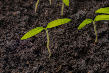 A young Marmande tomato seedling  in soil