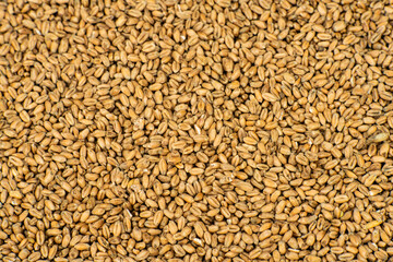 wheat, wheat grains in the sun, wheat grains prepared for sowing, pszenica 