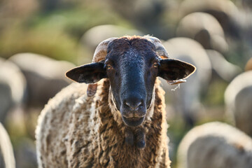 
Closeup of a sheep in front of blurred background with its flock