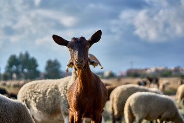 A closeup of a sheep in front of a blurred background with its flock