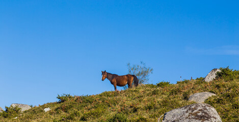 Fototapeta na wymiar Wild horse at the mountains